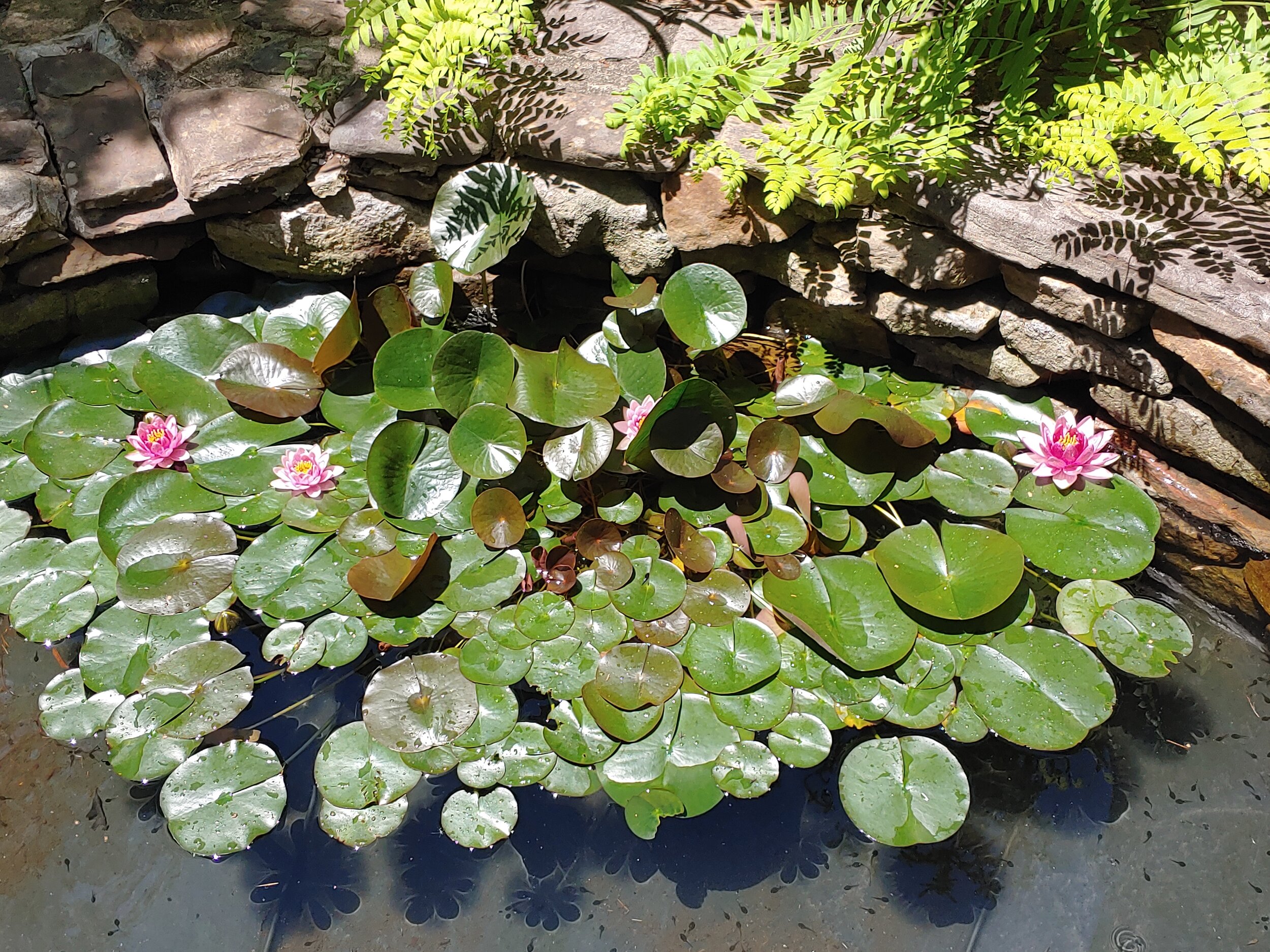 koi pond